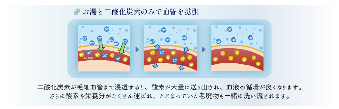 炭酸泉による血管拡張作用の仕組み
